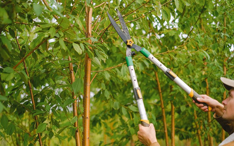 Tree trimming in Oglesby, IL